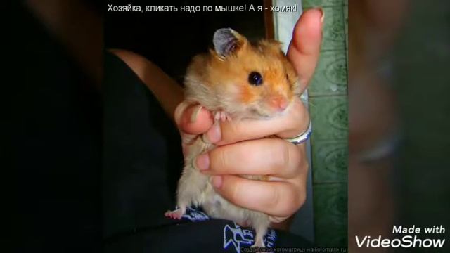 Смешные хомяки 🐹🐹🐹