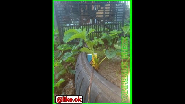 КАК ПОСАДИТЬ КЛУБНИКУ, БУДЕТ МНОГО СЛАДКОЙ КРУПНОЙ КЛ? смотреть онлайн