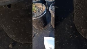 Вносим удобрение Акварин 5 после стрижки туи смарагд.