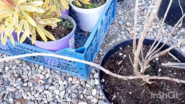 Подготовка метельчатой гортензии к зиме. Ставрополь. смотреть онлайн