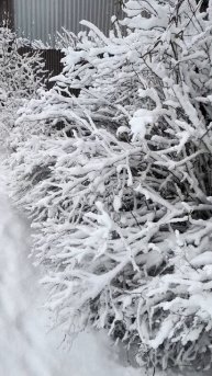 Заснеженные кусты