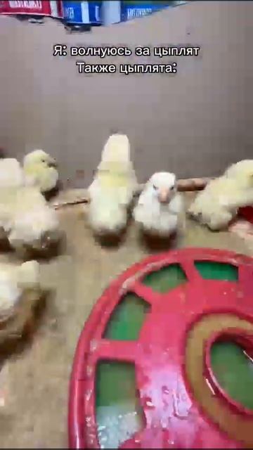 Сон. Chicken. цыплятам 3 для #fyp #farming #sleep #comedy #funny