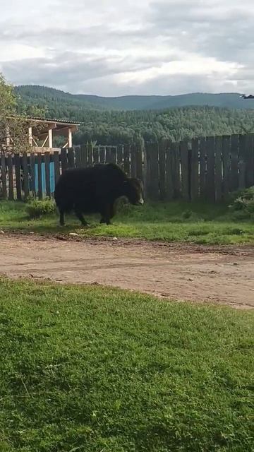 Сарлык (монгольский бык) смотреть онлайн