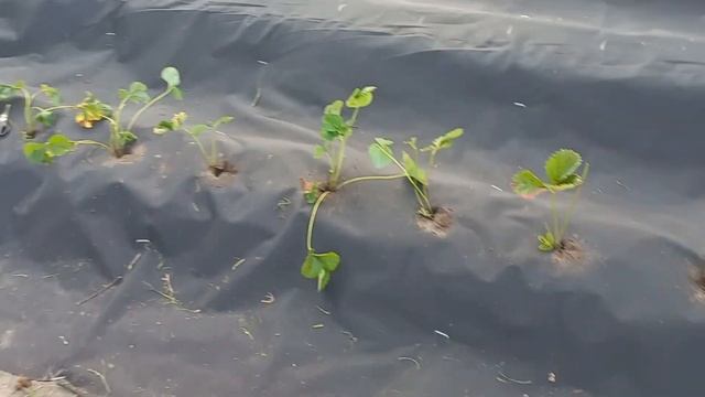 Осенние заботы. Собрали тыкву, кабачки, морковь. Собир? смотреть онлайн