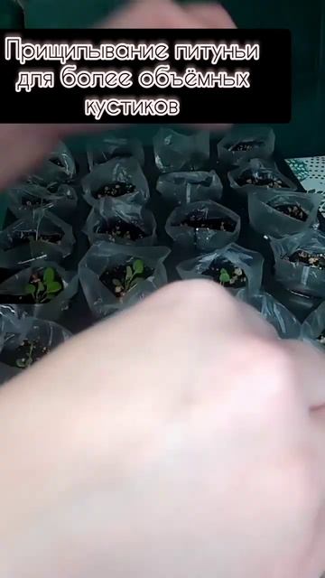 #восадуливогороде #мойсад #дачныйсезон #дачныйсезон #м смотреть онлайн