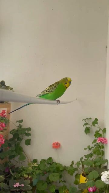 Как я пыталась покачать Антошку на качелях 😄👌 How I tried смотреть онлайн