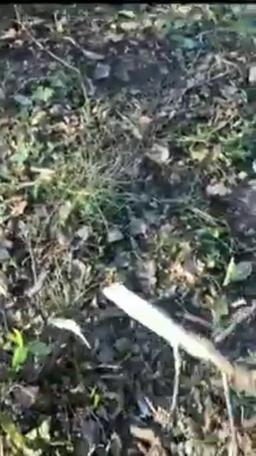 Рабочие во Владивостоке ломают саженцы смотреть онлайн