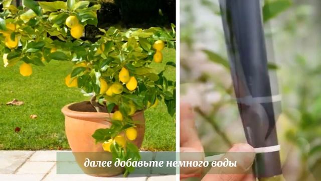 🍋 СЕКРЕТЫ. Как вырастить лимонное дерево в домашних у