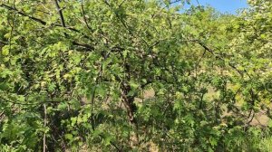 Плакучая форма рябины обыкновенной - Пендула