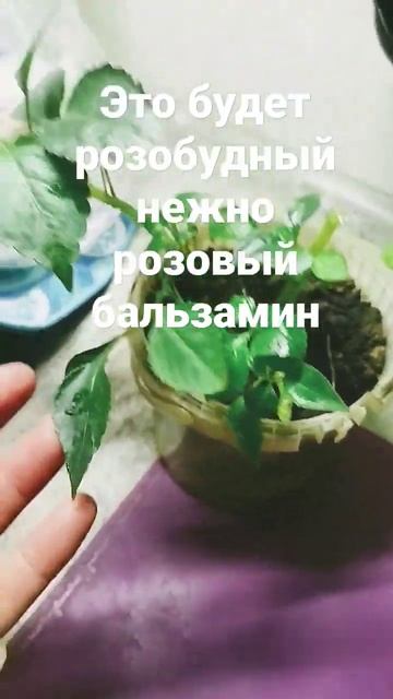 Поставила укореняться красивейший бальзамин, кому на? смотреть онлайн