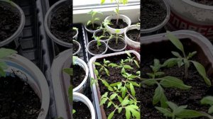 Рассада клубники из семян. Черный принц, Купчиха, Мура?