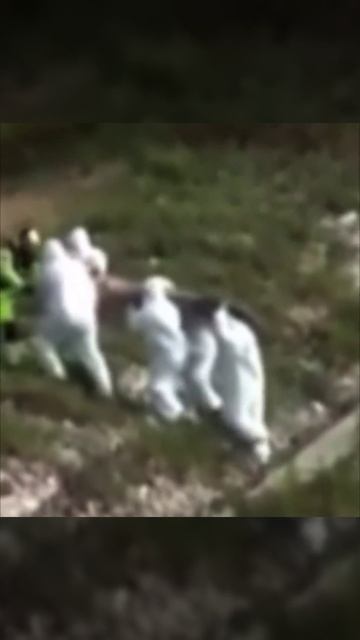 в 70 километрах от знаменитой базы Дульсе в Америке обнаружили неизвестное существо