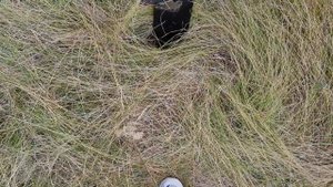 Как правильно пользоваться мечем Колесова - посадка к?