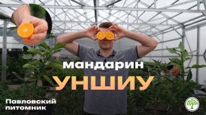 Комнатный мандарин Уншиу | Павловский питомник