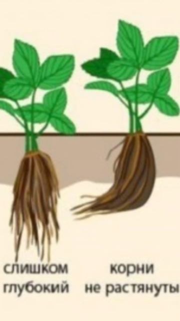 Как правильно посадить клубнику? смотреть онлайн