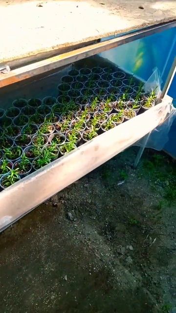 гвоздика многолетняя низкорослая гибридная #garden #gardenin смотреть онлайн