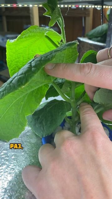 Что нужно сделать на начальном этапе роста огурца смотреть онлайн