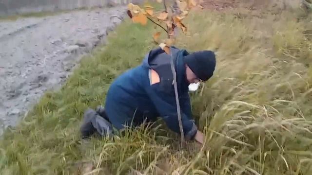 УКРЫВАЕМ САЖЕНЦЫ ОТ ЗАЙЦА НА ЗИМУ // ЖИЗНЬ В БЕЛОРУССКО