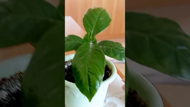 Часть 2 Выращиваем кофейное дерево дома. смотреть онлайн