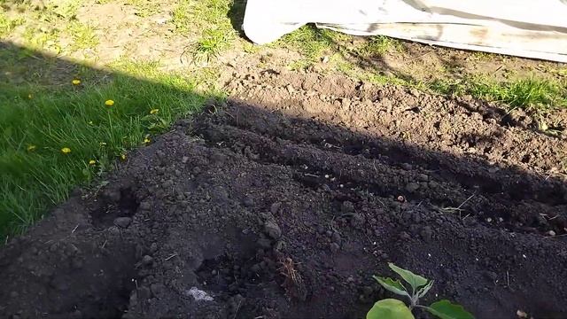 Баклажаны и порей пошли в открытый грунт!!! 🍆🍆🍆🍆🍆 смотреть онлайн