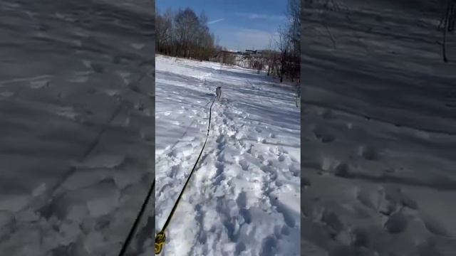 rutube.ru