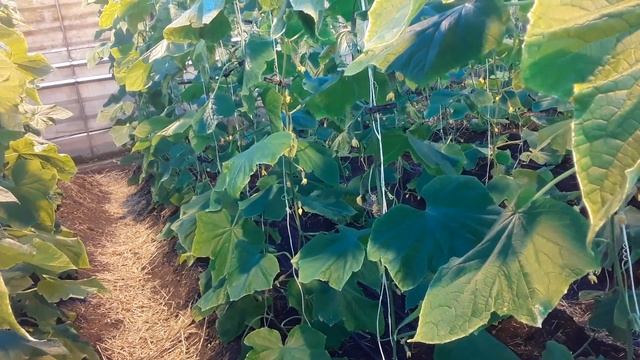 Калийные удобрения. Какой вид применять #землядел #farmin