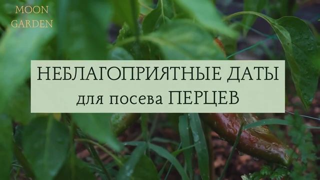 Перец: Лунный календарь 2024 : Когда сеять перец на расса