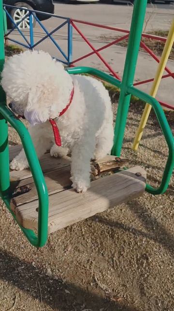 бонечка любит качаться на качели смотреть онлайн