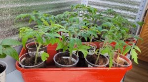 Сроки посева перцев и томатов