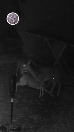 олененок добрался до молочка #лань #животные #deervader
