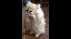 😍Котики и Собачки Котята и Щенки.Смешные и милые видео 2021.# 5. .