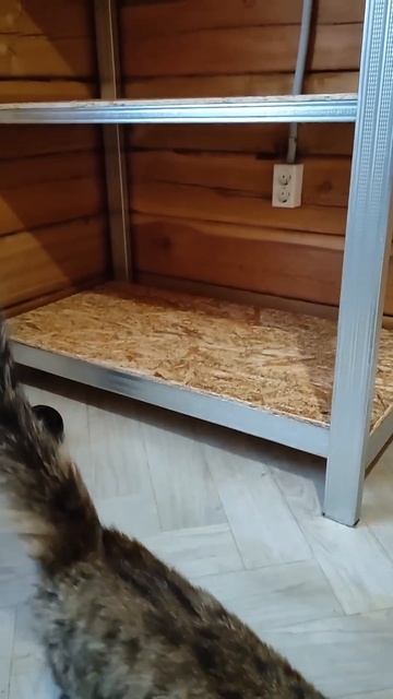 Стеллаж для рассады своими руками #рассада#огород#сез? смотреть онлайн