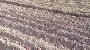 МТЗ -152. Как я сажаю картофель с  междурядьем на 70 см. не