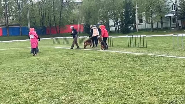РАБОЧИЙ СУКИ / КЧК СМОЛЕНСК 1 мая`25 Е.Силаева Моно немецких овчарок