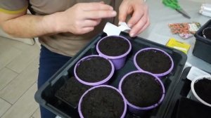 Посадка лобелии без дальнейшей пикировки.