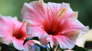 Гибискус сирийский, или гибискус садовый древовидный