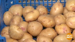 Молодая картошечка: откуда приехала? Доброе утро. Фрагмент выпуска от 07.05.2025