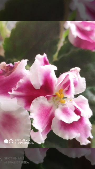 25 марта 2024 г. ● 3510. 🏹 ● ЦВЕТЫ смотреть онлайн