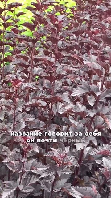 Пузыреплодник Midnight #ландшафтныйдизайн #питомникрасте
