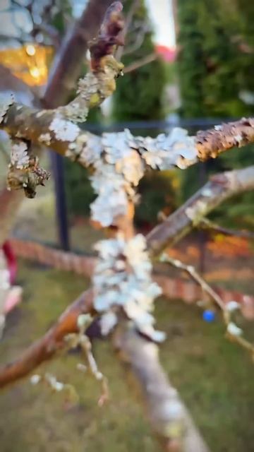 Сегодня я провожу первую обработку: опрыскиваю деревь смотреть онлайн