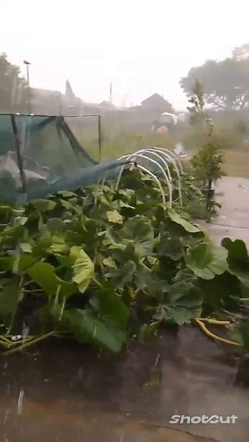 Экстремальное Садоводство. Ураган в саду. #ураган #лив? смотреть онлайн