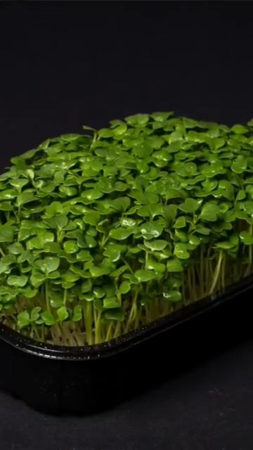 Какие семена в наборе #микрозелень смотреть онлайн