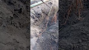 Используйте Поросль От Сливы Или Алычи Для Прививки