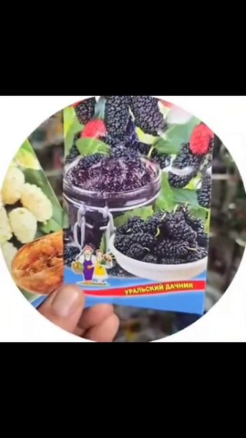 Семена шелковицы для посева на 2025 год #Гарденмарт_ассо смотреть онлайн