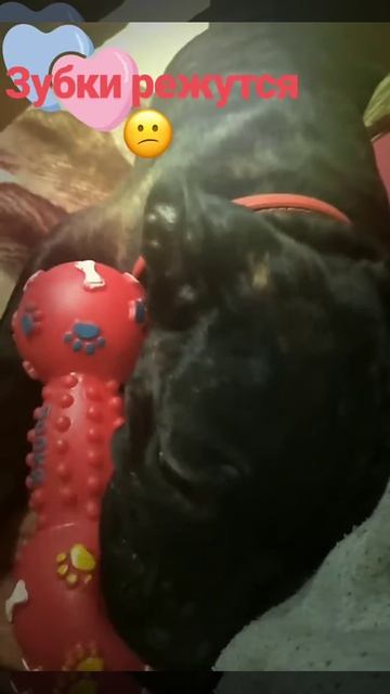 Cane Corso. (Кане корсо) режутся зубы смотреть онлайн