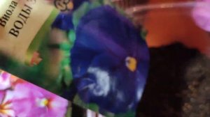 Как посадить Виолу в декабре из семян.