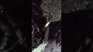 Трехлетние лотосы вынимаем после зимовки из погребе.