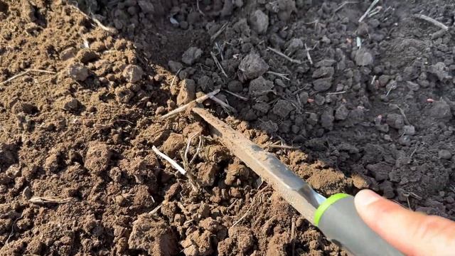 Сев озимой пшеницы 2024. С осадками в этом году повезло! ?