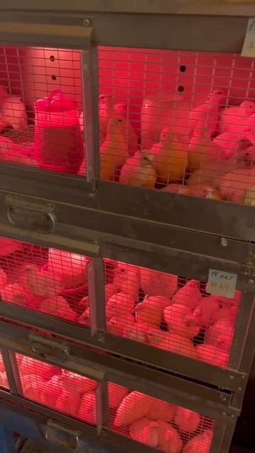 ПЕРЕПЕЛА \ Содержание перепелов в брудере. #перепела #п смотреть онлайн