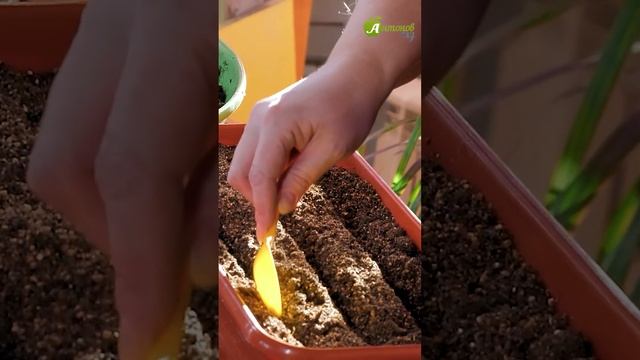 Посев лука Эксибишен! #антоновсад #посевсемян #рассада смотреть онлайн